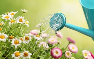 盆栽菊花如何养殖，夏季每天都浇一次水