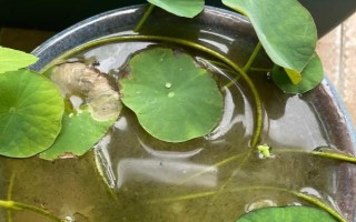 碗莲的水培方法，将种子播入花土中再浇水淹没