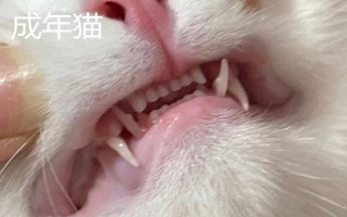 犬猫的牙齿数量,成年后一共会有42颗牙齿