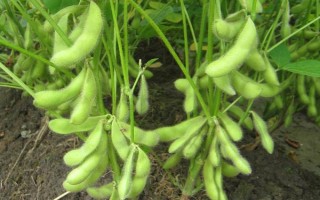 首豆33号大豆种子介绍，适宜密度为0.8-1.1万株