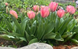 郁金香茎短花小的原因，可能是品种退化或受到遗传基因的影响