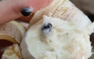 香蕉有种子吗,野生的香蕉种都是有种子的