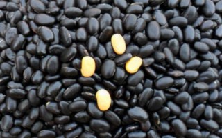 绿心黑豆和黄心黑豆区别，外观和口感均不同