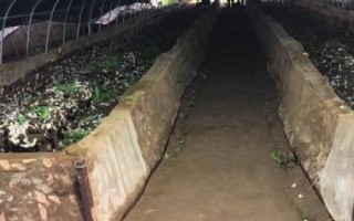 蜗牛的饲养条件,对土壤要求高
