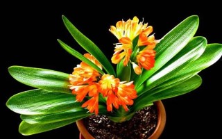 君子兰不长新叶怎么处理,需更换土壤、修剪烂根等