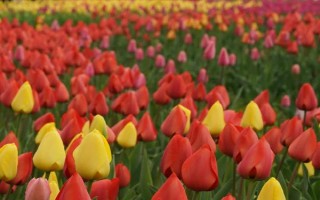 郁金香的花语，寓意高雅、富贵、忠贞的爱等