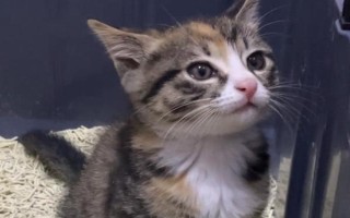 预防猫癣反复发作的方法，要做好消毒工作并给猫补充维生素