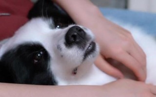 怎么帮狗狗按摩，分为头部按摩、耳部按摩、背部按摩、肩部按摩等