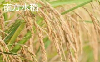 南方水稻播种和收割时间，早稻播种时间4月上中旬