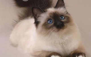 世界上最小的猫的种类，常见的有茶杯猫、欧洲短毛猫等