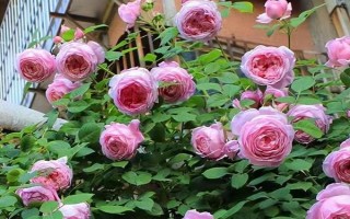 皮实好养的月季花品种，有自由精神、红色龙沙宝石等