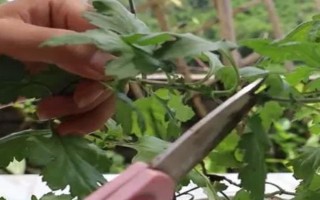 菊花要不要打顶，剪除顶端旺长枝条才能促进新枝萌发