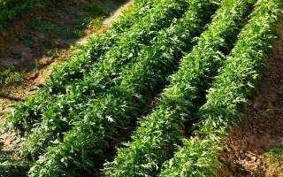 荆芥的种植管理方法,育苗间苗时可以结合松土一次