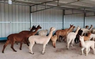 羊驼怎么养，一定要注意养殖密度