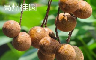 哪里产出的桂圆又甜又好吃，楼坝桂圆清甜可口深受消费者欢迎