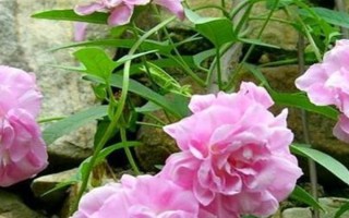 藤牡丹的养殖方法，生长期和花期每隔2-3天浇一次水