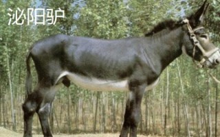 野生驴的蹄子为何不长,原因是运动量大会产生磨损