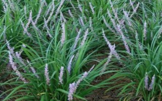 麦冬的价格，各地区的售价不同