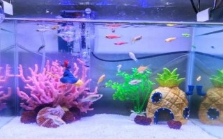 为什么斑马鱼一条接一条死了，可能是水质不佳或温度不合适所致