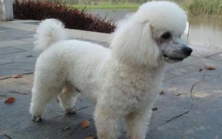 贵宾犬和泰迪犬的区别,贵宾泛指深色毛、体型较小的贵宾犬
