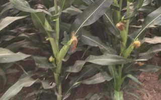 嘉禧100D玉米种简介，播种密度4500株/亩