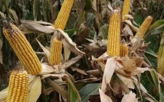 新实88玉米种子简介，注意防治弯孢菌叶斑病