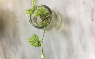 水培茉莉多少天生根,15-20天就可以生根