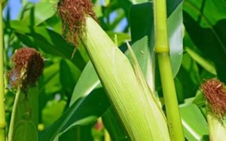 西蒙3358玉米品种的特性,注意防治大斑病