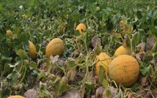 新疆哈密瓜的品种，西州蜜深受全国人们喜爱