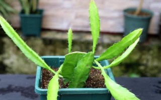 令箭荷花花期如何养护,需给予它优质的通风透气环境