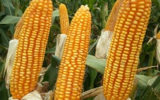 陇垦玉701玉米品种简介，普通玉米品种