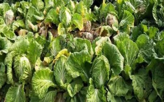 大白菜的病害防治技术，不同病害的防治方法不同