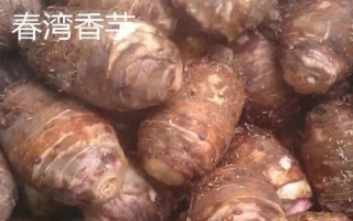 广东省阳春市的特产,马水桔在国内外享有盛名
