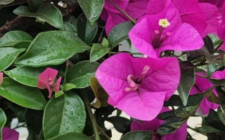 哪些花卉适合夏季种植，包含飘香藤、三角梅等品种