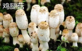 南方适合种哪些水果,海南省和云南省适合种植榴莲