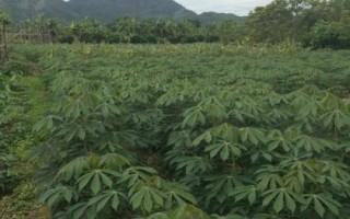 怎么防治木薯病虫害，需根据具体类型采取针对性措施