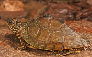 地图龟长得快不快，出生的第一年可以长5厘米