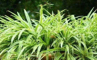 有毒不能触碰的盆栽有哪些，虎刺梅、水仙花等品种不能接触