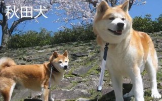 秋田犬的性格,具有稳重机警、胆大独立、高傲等特点