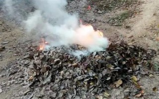 梨树的剪枝方法，剪短过长的枝条可节省养分