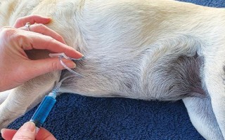 犬细螺旋体病介绍，急性发作的病犬会出现呕吐、高烧等症状