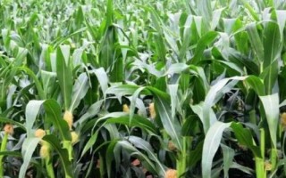 杜玉5号玉米品种的特性,种植密度不宜过大
