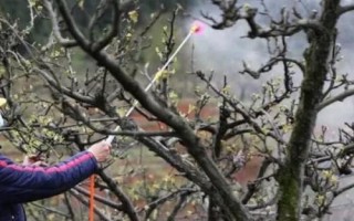 桃潜叶蛾防治方法，蛹期和成虫羽化期是药剂防治的关键时期