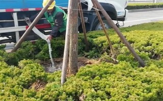 枫树在什么季节盛开，在每年的9-10月盛开