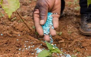 山葵的种植注意事项，要及时中耕除草