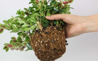 金鱼吊兰的换盆方法，换盆的前三天要暂停浇水