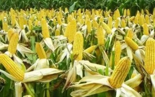 金苹618玉米种子介绍，生育期为127天左右