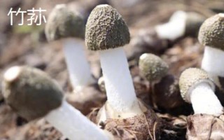 南方适合种哪些水果,海南省和云南省适合种植榴莲