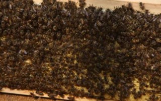 蜂群合并后会不会咬蜂王，蜂群并不互通、合并后可能会咬蜂王