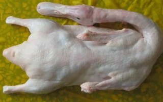 为什么白条鸭那么便宜，因为其是速成鸭